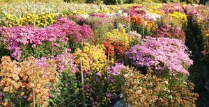 高山市菊園芸 みさき