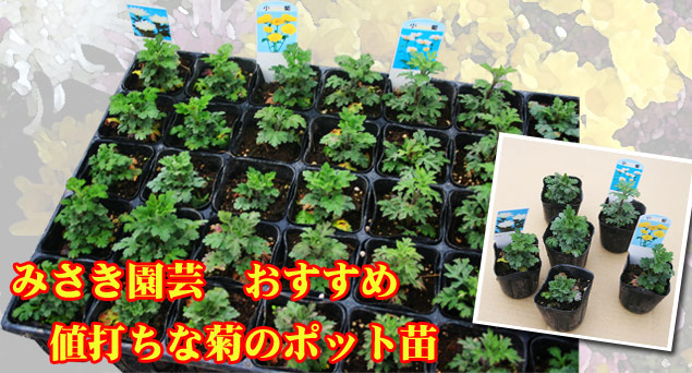菊苗 低価格販売 みさき園芸/少量プラグ苗・ポット苗 販売