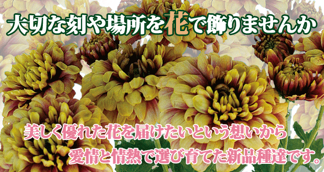 高山市 みさき園芸|菊 華で飾りませんか