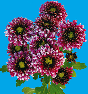 スプレー菊 菊切り花 苗 低価格販売 みさき園芸 岐阜県高山市