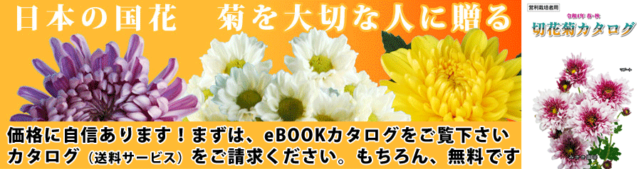 スプレー菊 菊切り花 苗 低価格販売 みさき園芸 岐阜県高山市